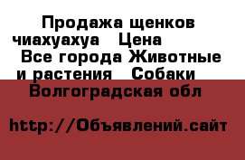 Продажа щенков чиахуахуа › Цена ­ 12 000 - Все города Животные и растения » Собаки   . Волгоградская обл.